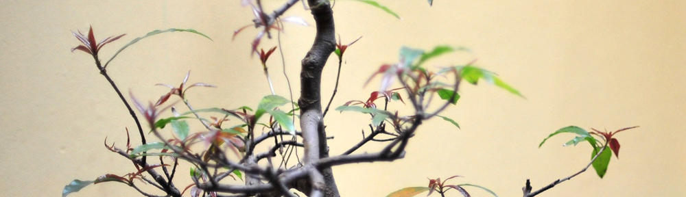 Since 1996: expat-world.com means Offshore tax avoidance with protection